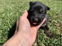 Clove , a female German Shepherd Dog for sale in Brooklyn, CT – 1 of 1
