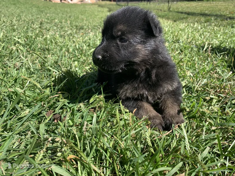 Nutmeg  – German Shepherd Dog puppy for sale in Brooklyn, CT