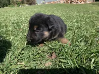 Willow , a female German Shepherd Dog for sale in Brooklyn, CT – 1 of 1