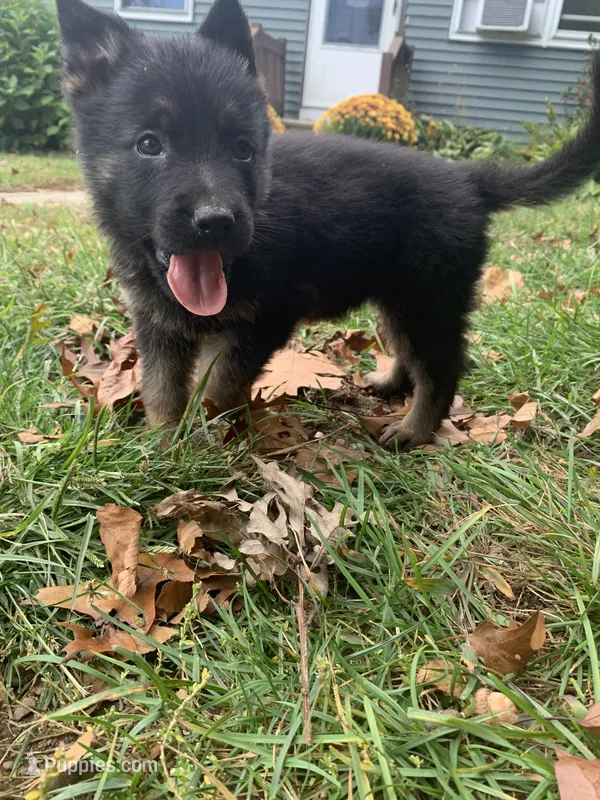 Clove  – German Shepherd Dog puppy for sale in Brooklyn, CT