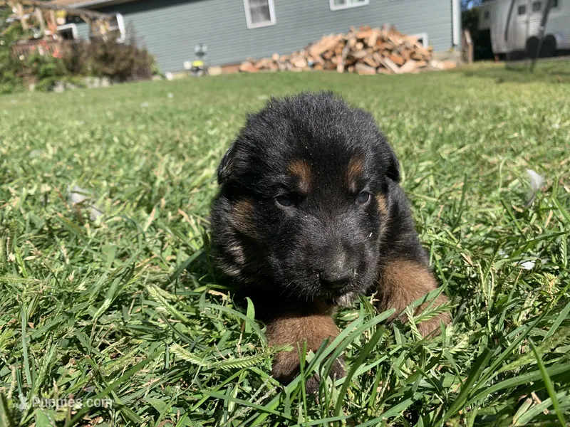 Lola  – German Shepherd Dog puppy for sale in Brooklyn, CT