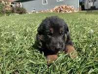 Lola , a female German Shepherd Dog for sale in Brooklyn, CT – 1 of 1