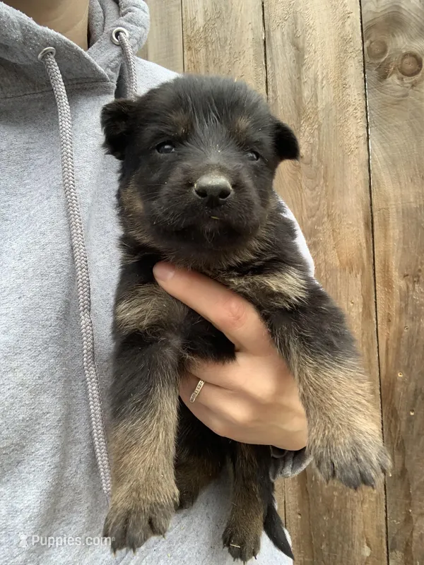 Archer  – German Shepherd Dog puppy for sale in Brooklyn, CT