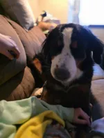 Poppi, a female Bernese Mountain Dog for sale in Enid, OK – 4 of 5