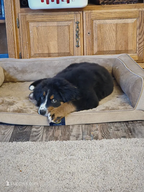 Reuben – Bernese Mountain Dog puppy for sale in Enid, OK