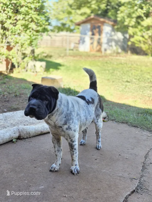 Monet – Chinese Shar-Pei puppy for sale in Enid, OK