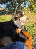 Poppi, a female Bernese Mountain Dog for sale in Enid, OK – 1 of 5