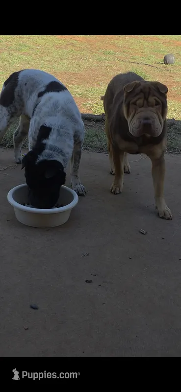 Bruno  – Miniature Shar-Pei puppy for sale in Enid, OK