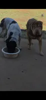 Bruno , a male Miniature Shar-Pei for sale in Enid, OK – 1 of 2