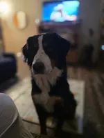 Poppi, a female Bernese Mountain Dog for sale in Enid, OK – 5 of 5