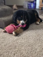 Reuben, a male Bernese Mountain Dog for sale in Enid, OK – 2 of 2