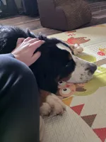 Poppi, a female Bernese Mountain Dog for sale in Enid, OK – 3 of 5