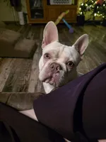 French Bulldog (Make offer) , a male French Bulldog for sale in Enid, OK – 2 of 3