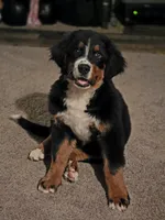Reuben, a male Bernese Mountain Dog for sale in Enid, OK – 2 of 4