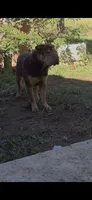 Bruno , a male Miniature Shar-Pei for sale in Enid, OK – 2 of 2