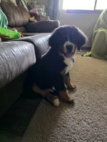 Reuben, a male Bernese Mountain Dog for sale in Enid, OK – 3 of 4
