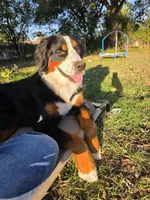 Poppi, a female Bernese Mountain Dog for sale in Enid, OK – 2 of 5