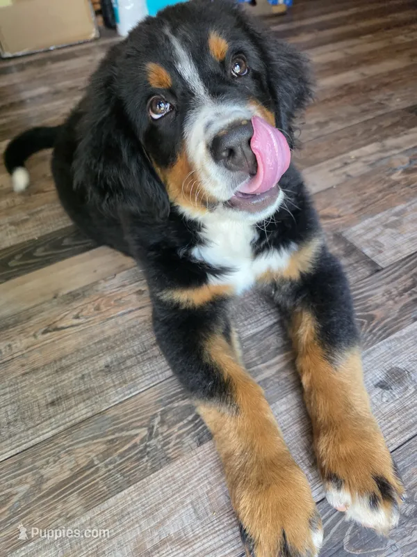 Reuben – Bernese Mountain Dog puppy for sale in Enid, OK