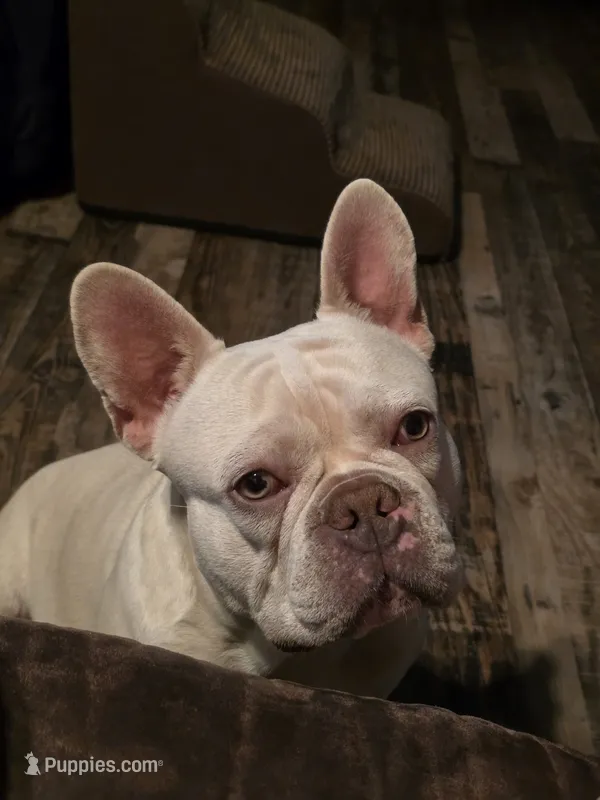 French Bulldog (Make offer)  – French Bulldog puppy for sale in Enid, OK