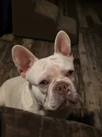 French Bulldog (Make offer) , a male French Bulldog for sale in Enid, OK – 1 of 3