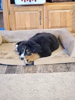 Reuben, a male Bernese Mountain Dog for sale in Enid, OK – 4 of 4