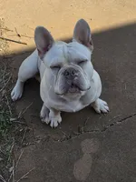 French Bulldog (Make offer) , a male French Bulldog for sale in Enid, OK – 3 of 3
