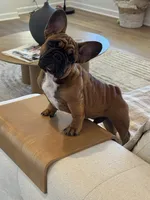Tatanka, a male French Bulldog for sale in Temecula, CA – 8 of 10