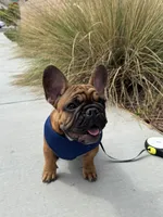 Tatanka, a male French Bulldog for sale in Temecula, CA – 5 of 10