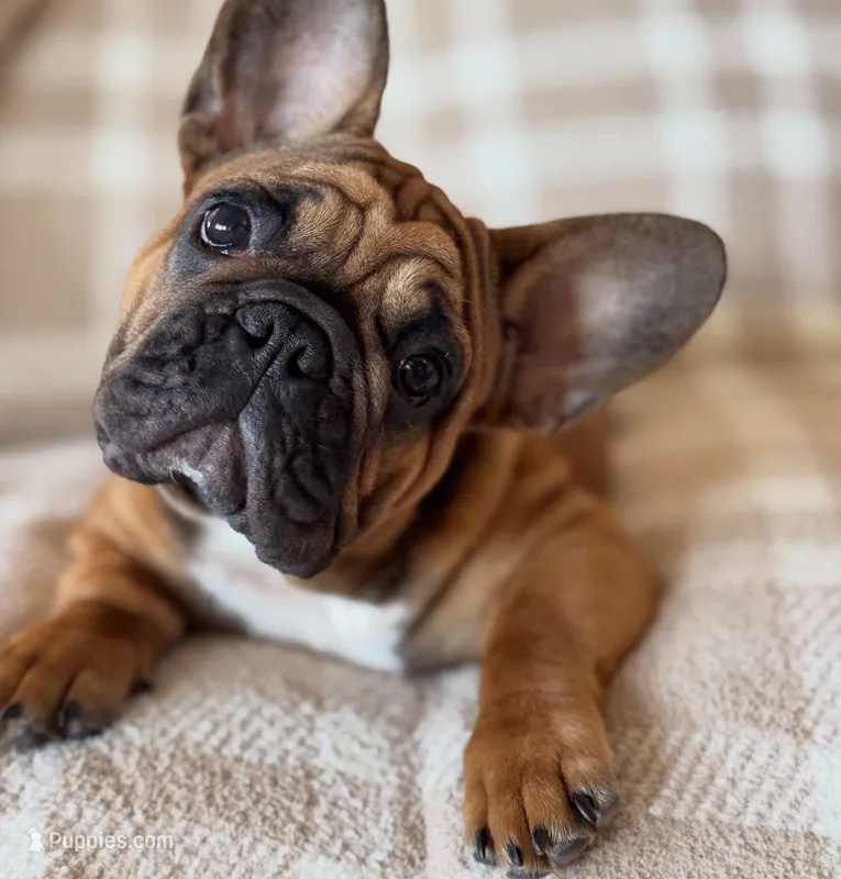 Tatanka – French Bulldog puppy for sale in Temecula, CA