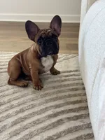 Tatanka, a male French Bulldog for sale in Temecula, CA – 2 of 10