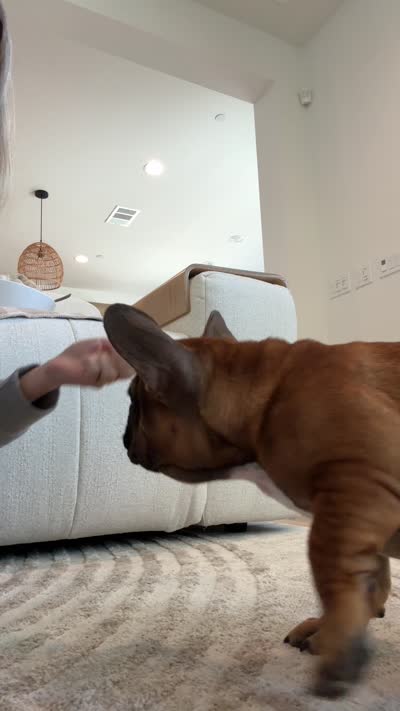 Tatanka, a male French Bulldog for sale in Temecula, CA – 10 of 10