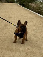 Tatanka, a male French Bulldog for sale in Temecula, CA – 6 of 10