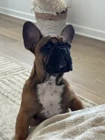 Tatanka, a male French Bulldog for sale in Temecula, CA – 3 of 10