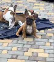 Tatanka, a male French Bulldog for sale in Temecula, CA – 4 of 10