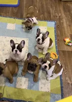 Tatanka, a male French Bulldog for sale in Temecula, CA – 7 of 10