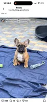 Tatanka, a male French Bulldog for sale in Temecula, CA – 9 of 10