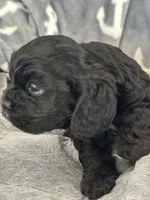 Pink, a female Cocker Spaniel for sale in Hayward, CA – 6 of 6
