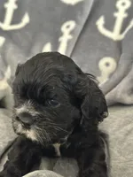 Red, a female Cocker Spaniel for sale in Hayward, CA – 8 of 9