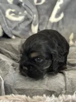 Brown tri colored , a male Cocker Spaniel for sale in Hayward, CA – 5 of 6