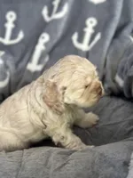 Blue, a male Cocker Spaniel for sale in Hayward, CA – 2 of 6