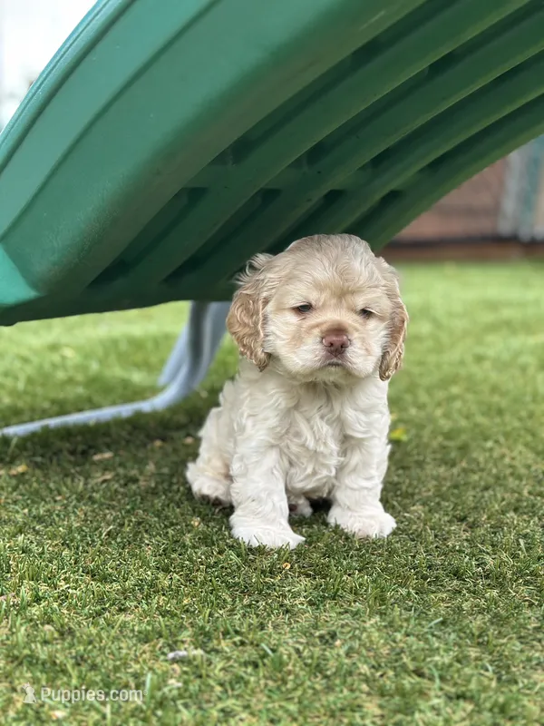 Blue – Cocker Spaniel puppy for sale in Hayward, CA