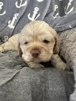 Blue, a male Cocker Spaniel for sale in Hayward, CA – 5 of 6