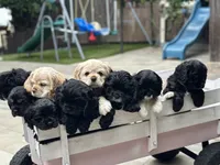 Red, a female Cocker Spaniel for sale in Hayward, CA – 3 of 8