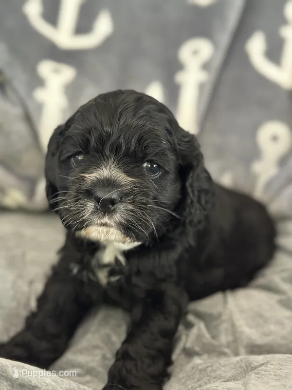 Red – Cocker Spaniel puppy for sale in Hayward, CA