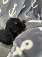 Brown tri colored , a male Cocker Spaniel for sale in Hayward, CA – 6 of 6