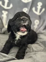 Red, a female Cocker Spaniel for sale in Hayward, CA – 7 of 9