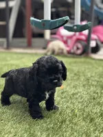 Pink, a female Cocker Spaniel for sale in Hayward, CA – 4 of 9