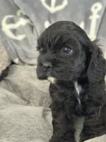 Pink, a female Cocker Spaniel for sale in Hayward, CA – 3 of 6