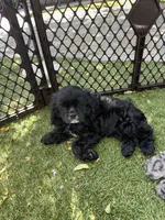 Red, a female Cocker Spaniel for sale in Hayward, CA – 2 of 8