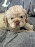 Blue, a male Cocker Spaniel for sale in Hayward, CA – 3 of 6